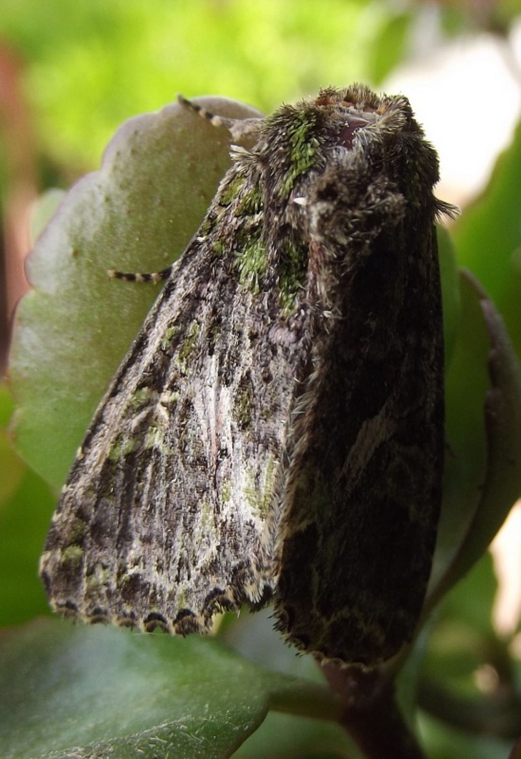 Trachea atriplicis (Noctuidae)