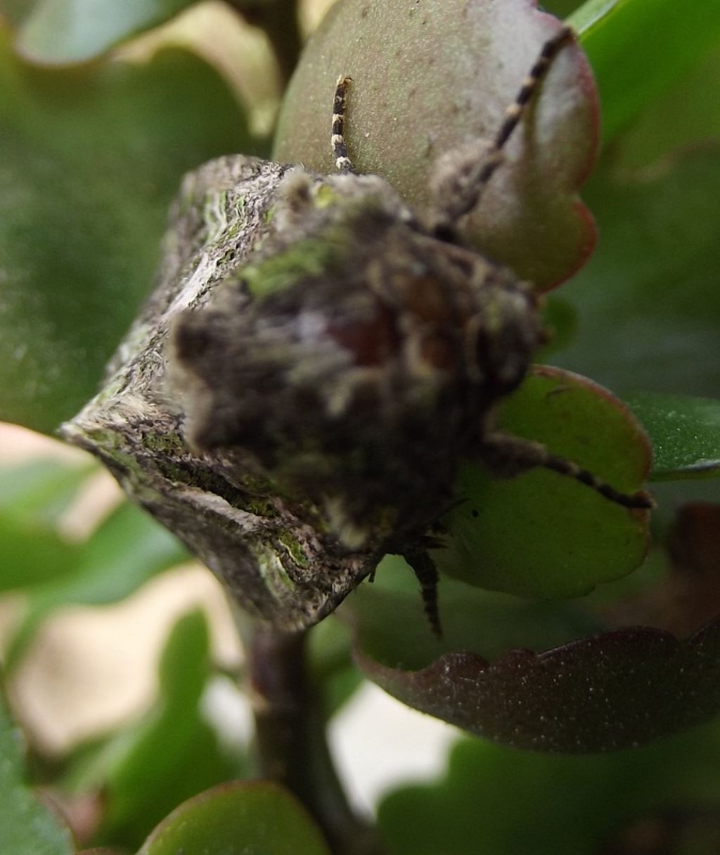 Trachea atriplicis (Noctuidae)