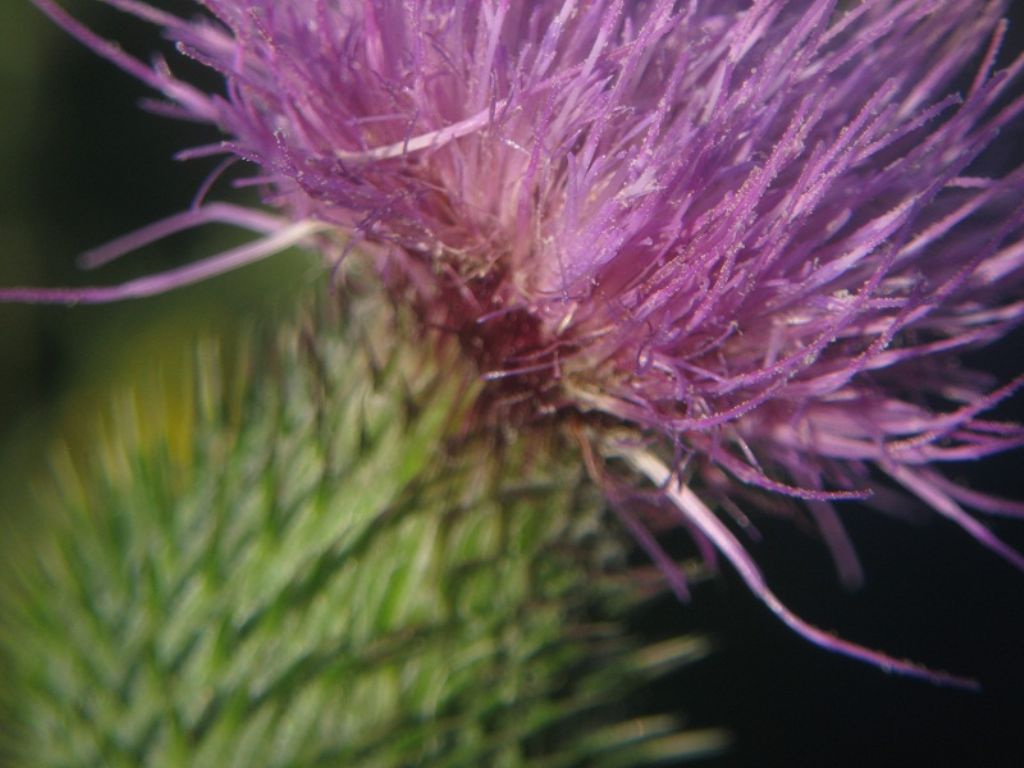 Cirsium vulgare