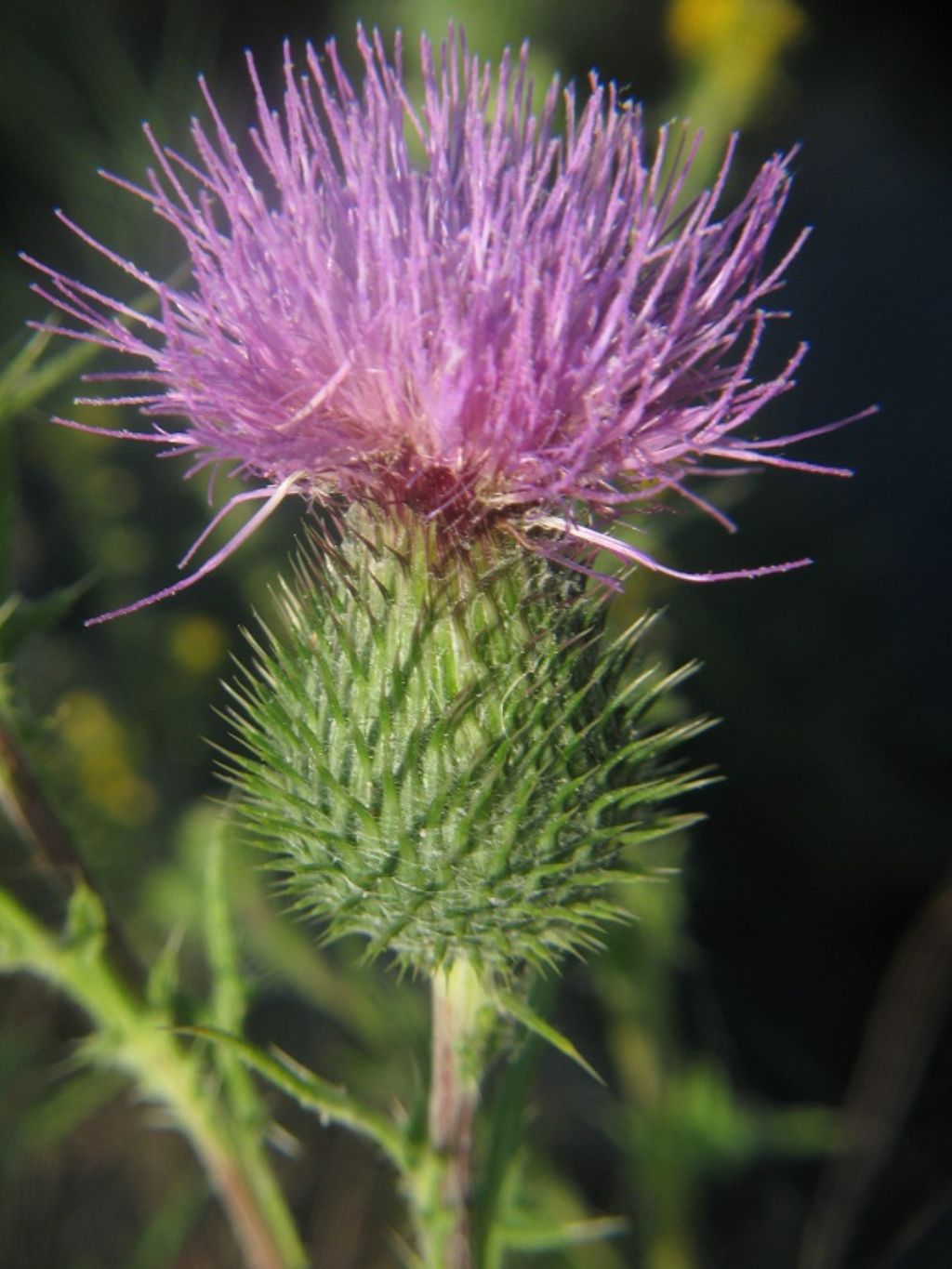 Cirsium vulgare