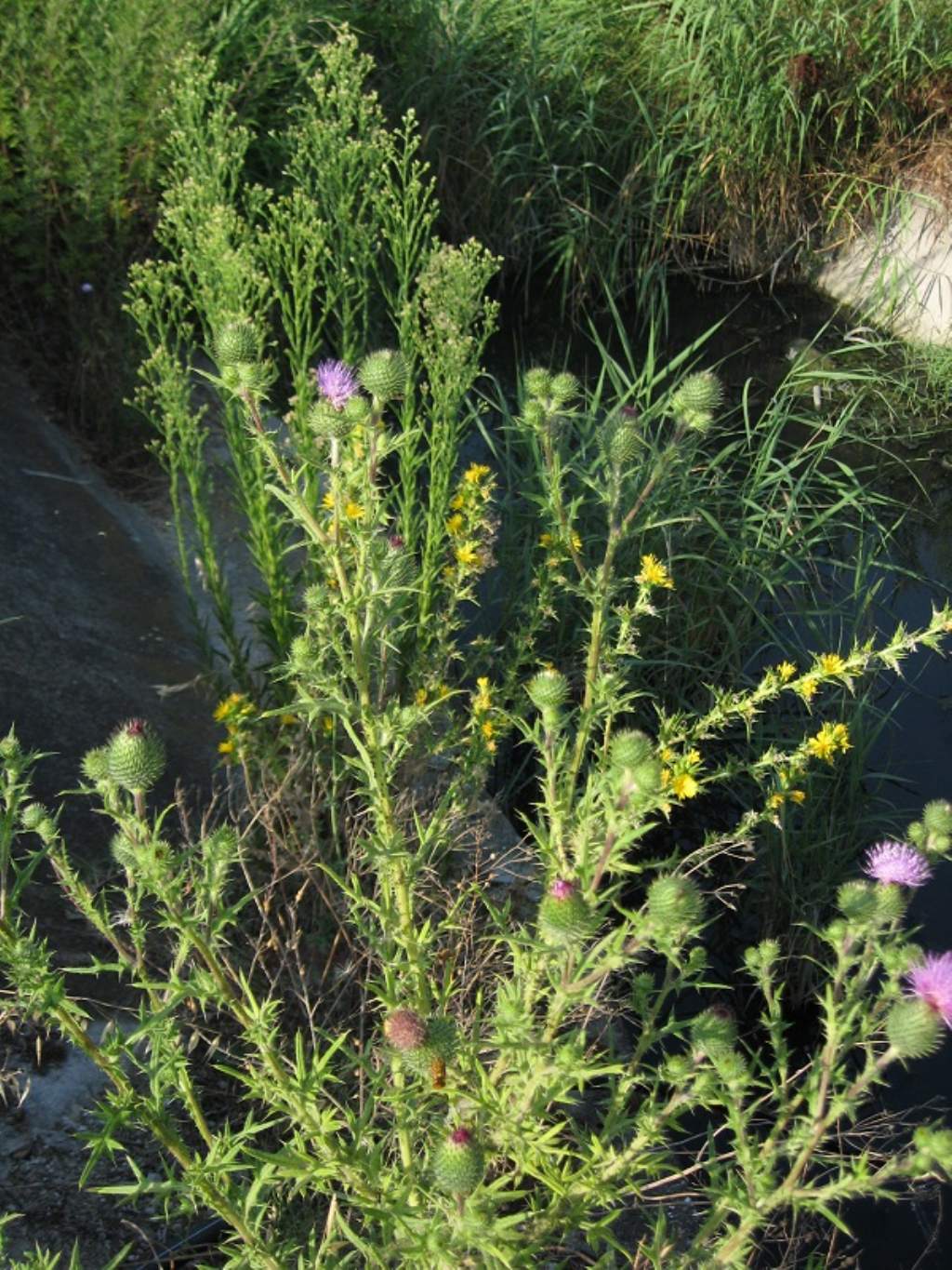 Cirsium vulgare