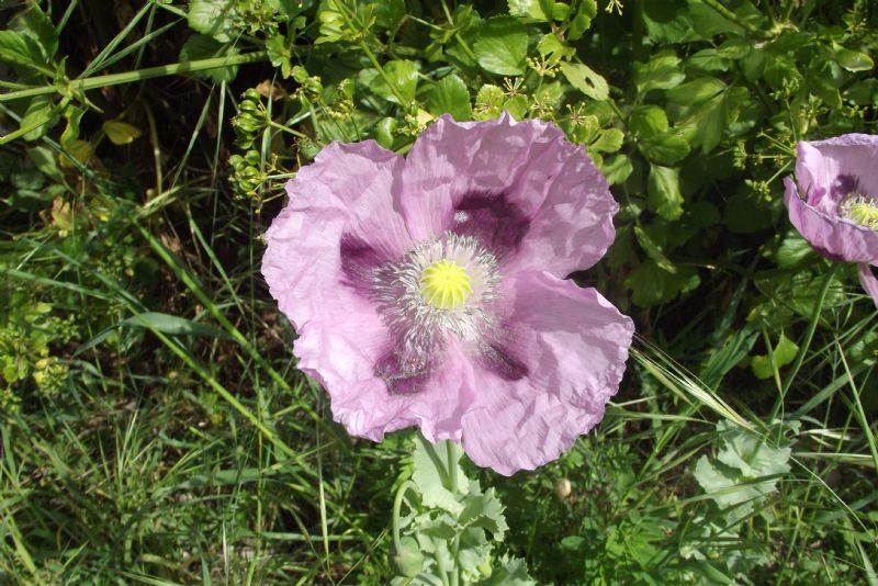 Papaver somniferum / Papavero domestico