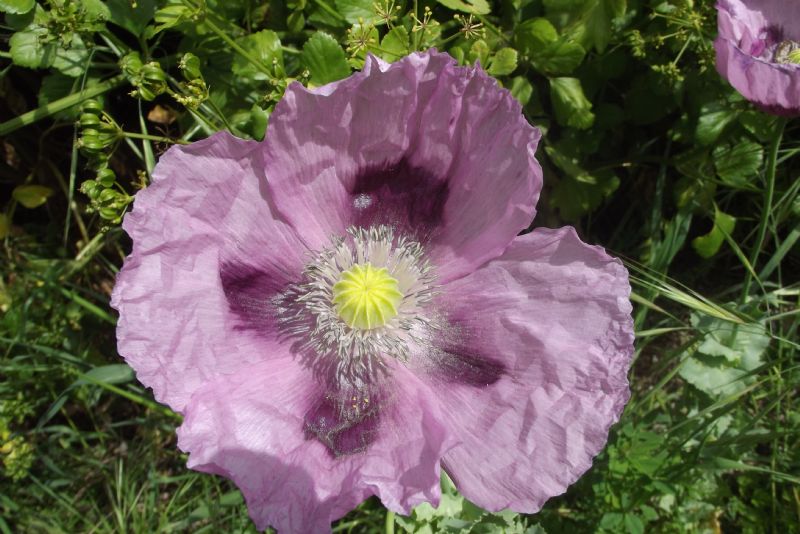 Papaver somniferum / Papavero domestico