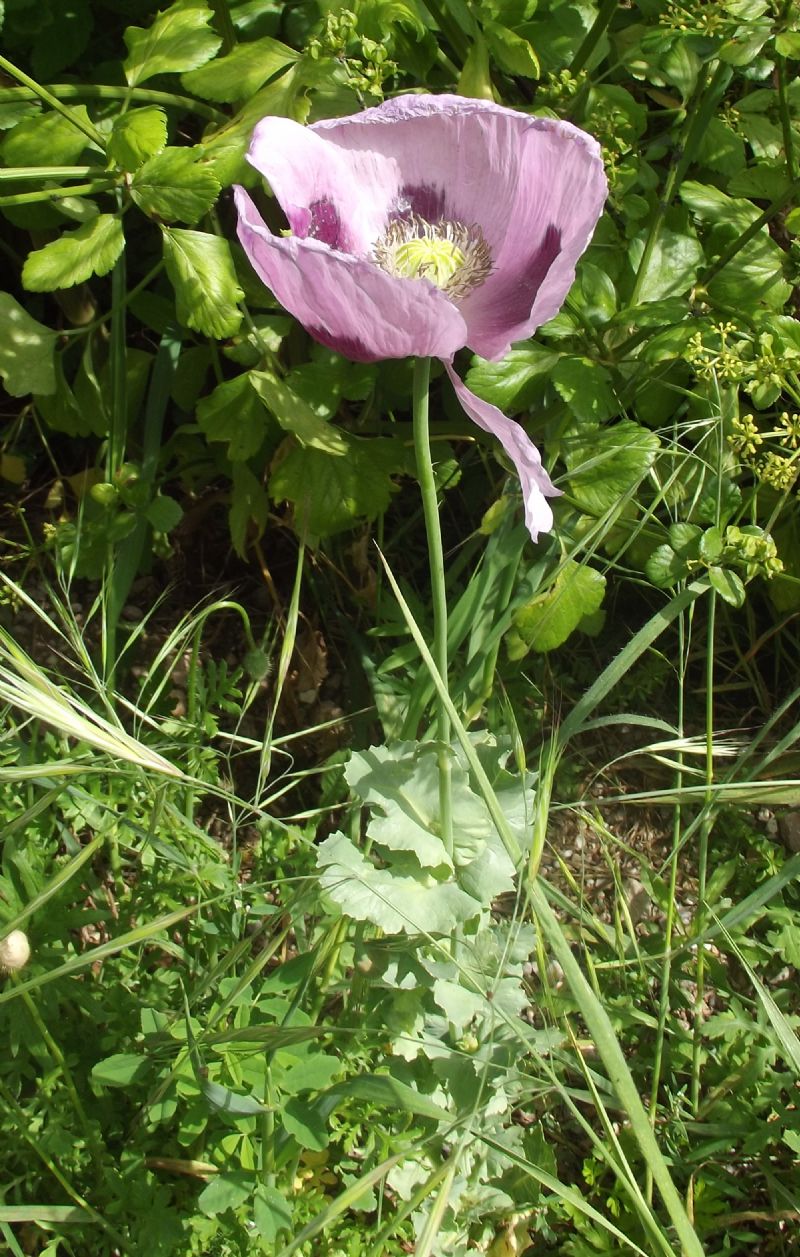 Papaver somniferum / Papavero domestico