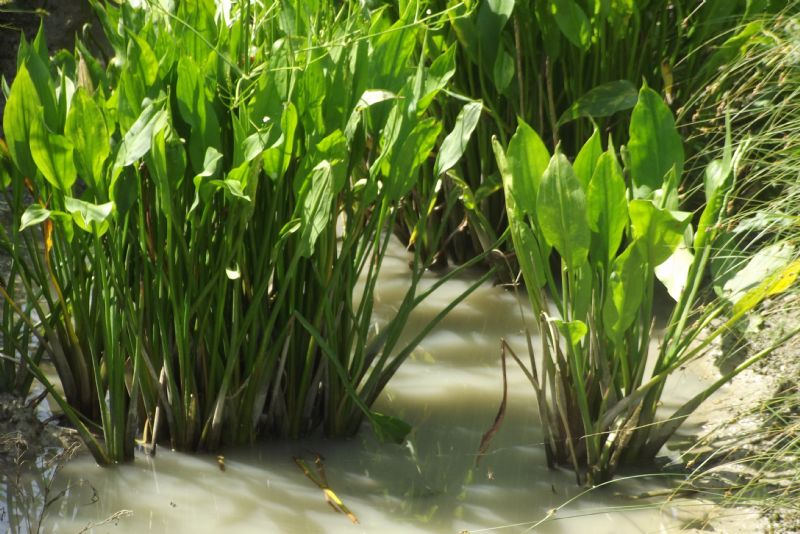 Alisma plantago-aquatica / Mestolaccia, piantaggine d''acqua