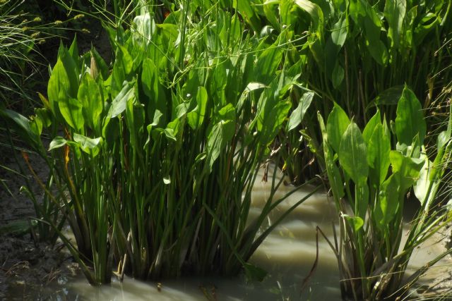 Alisma plantago-aquatica / Mestolaccia, piantaggine d''acqua