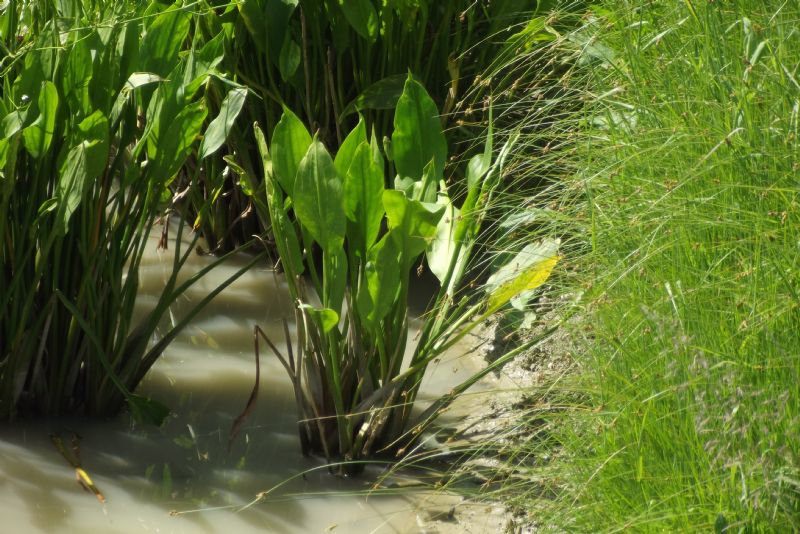 Alisma plantago-aquatica / Mestolaccia, piantaggine d''acqua