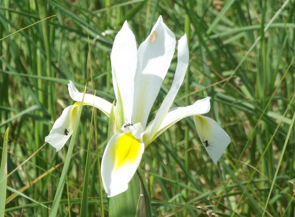 Iris orientalis