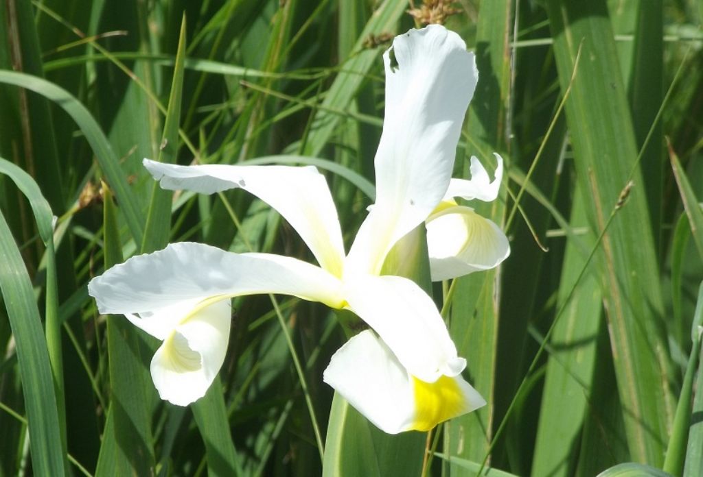 Iris orientalis