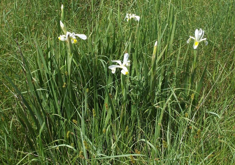 Iris orientalis