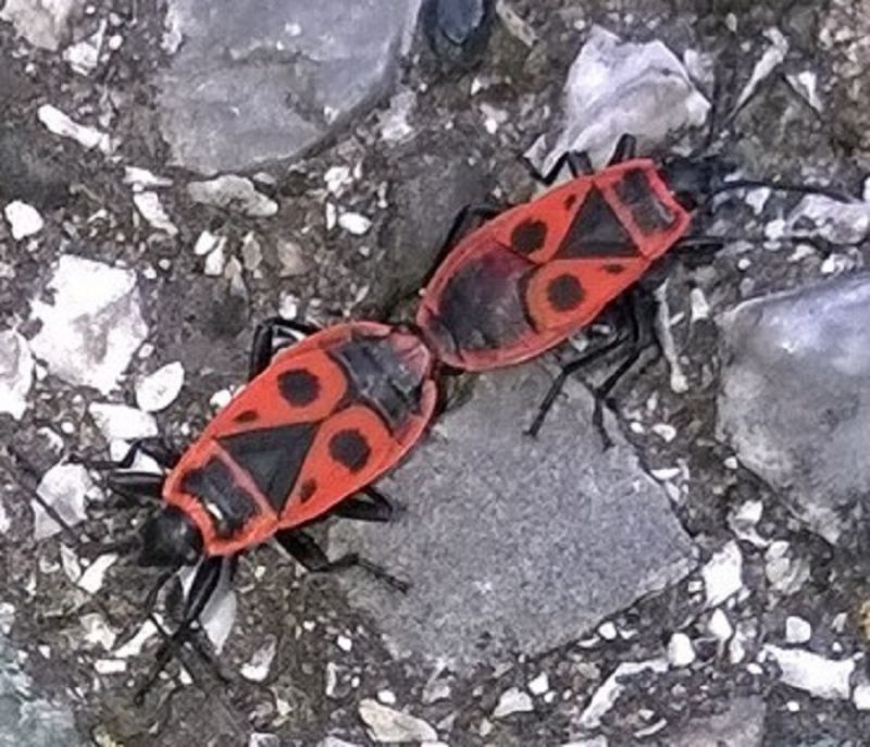 Pyrrhocoridae: Pyrrhocoris apterus della Toscana (PI)