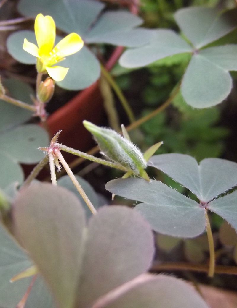 Oxalis da identificare