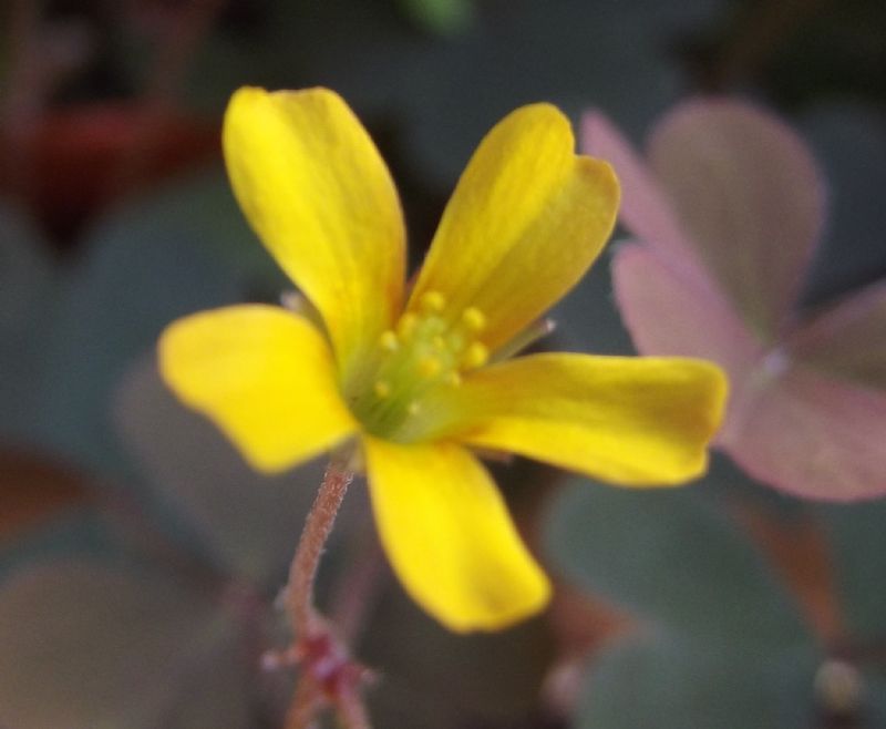 Oxalis da identificare