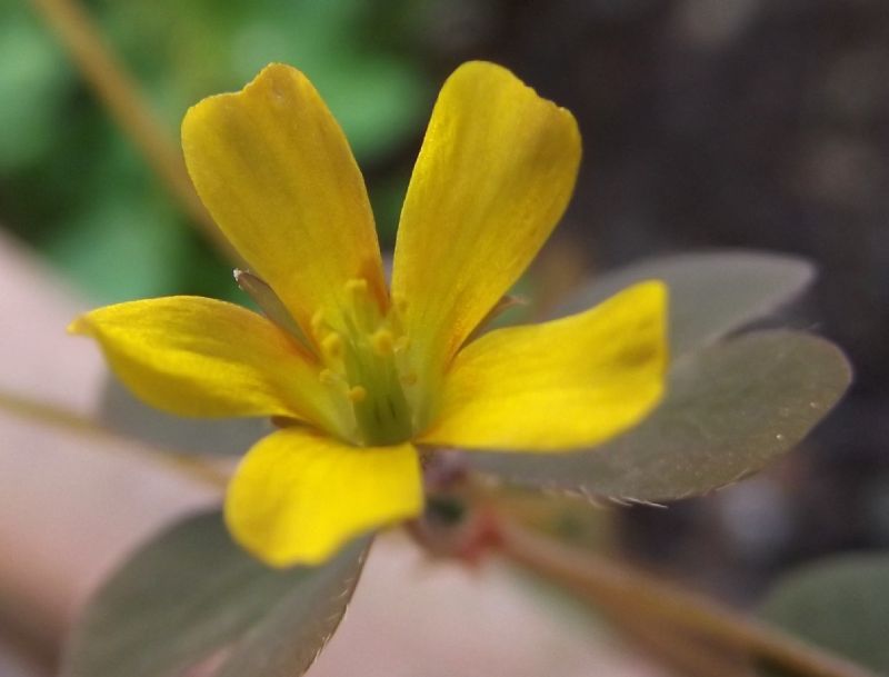 Oxalis da identificare