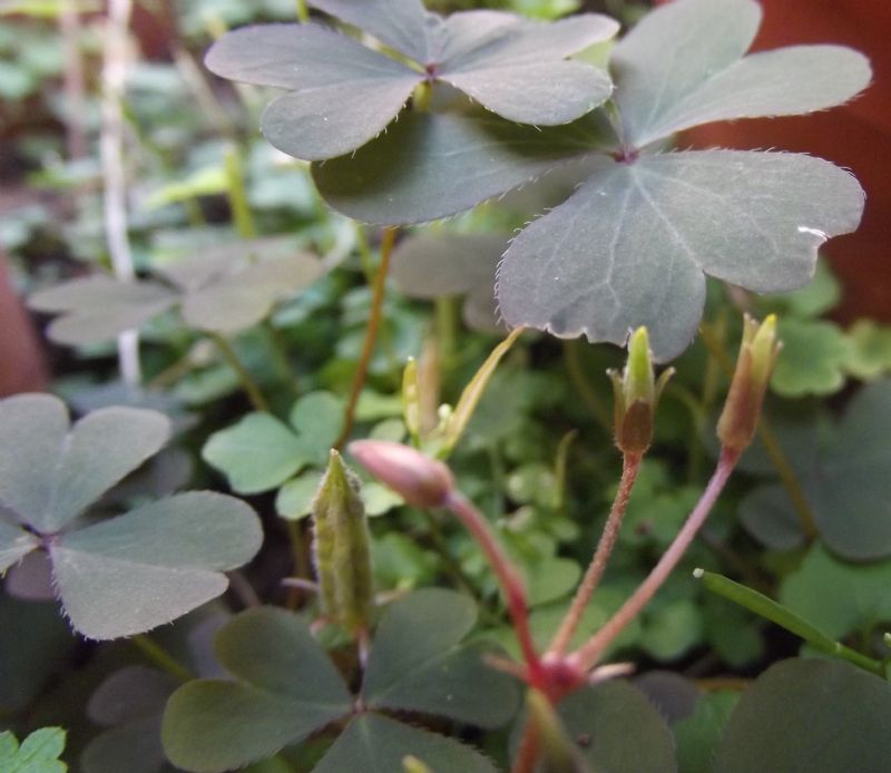 Oxalis da identificare