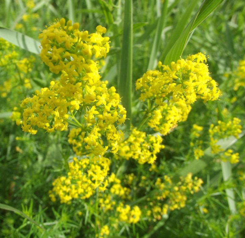 Galium verum