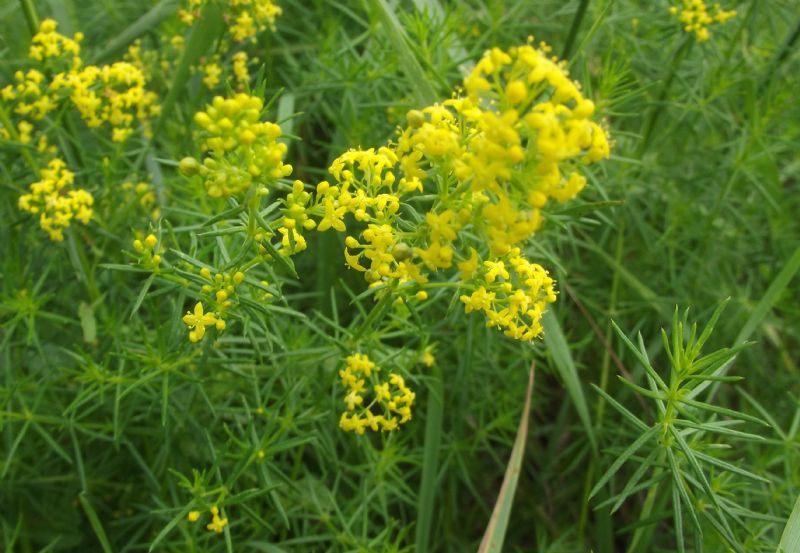 Galium verum