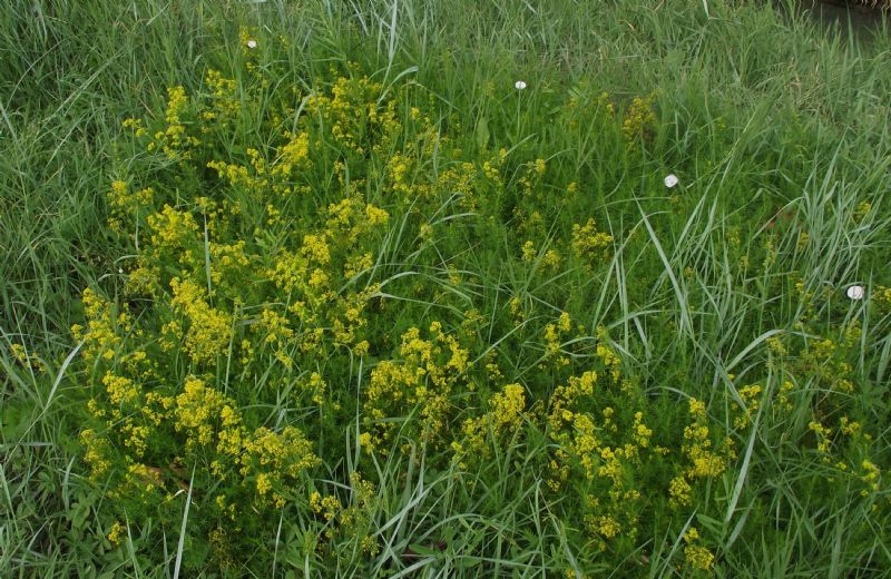 Galium verum