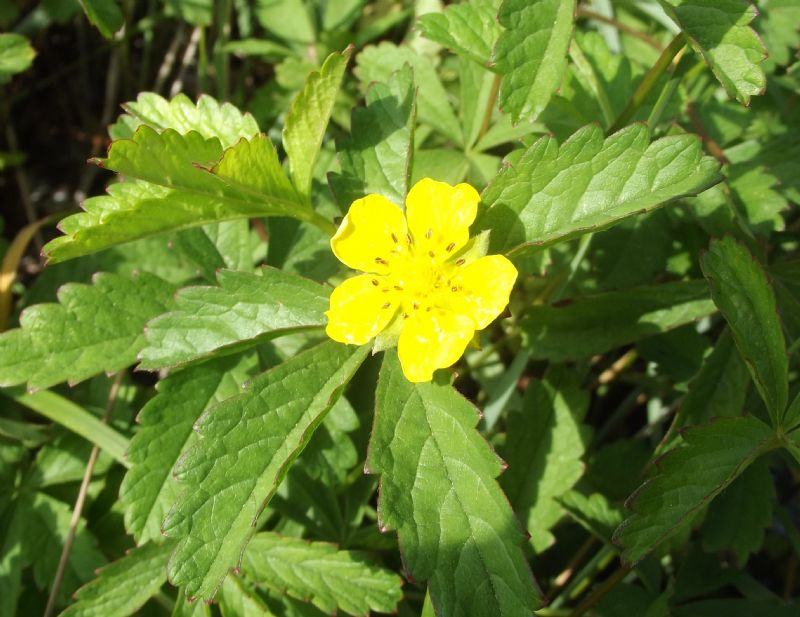 Potentilla  reptans