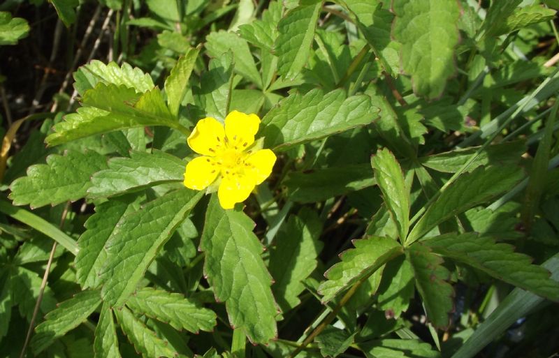 Potentilla  reptans