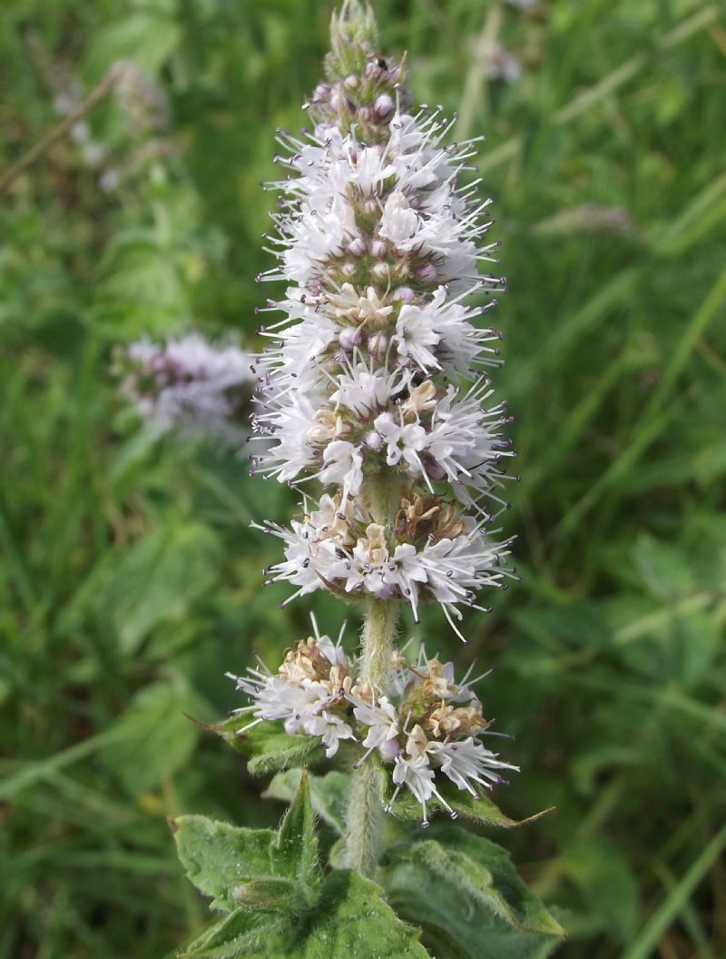 lamiacea da id - Mentha spicata cfr. subsp. condensata