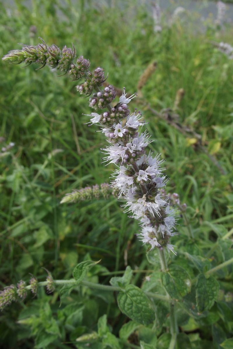 lamiacea da id - Mentha spicata cfr. subsp. condensata