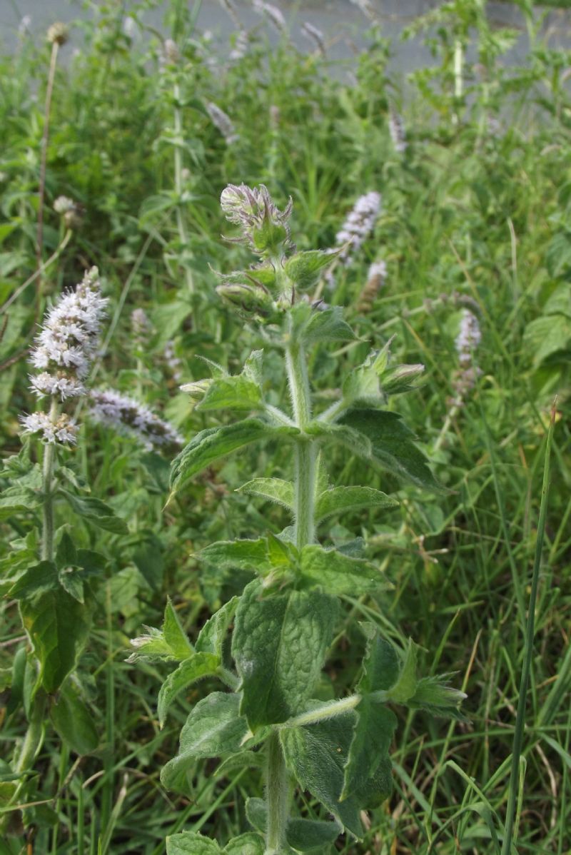 lamiacea da id - Mentha spicata cfr. subsp. condensata