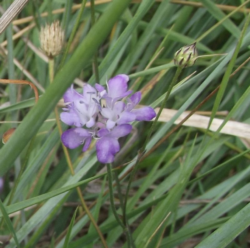 Cephalaria transsylvanica / Vedovina maggiore