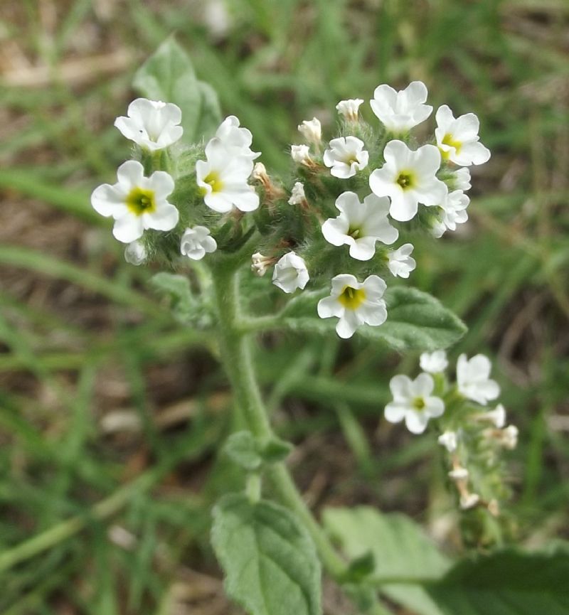 Heliotropium europaeum / Eliotropio selvatico