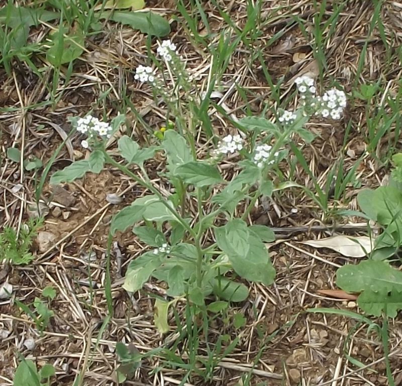 Heliotropium europaeum / Eliotropio selvatico