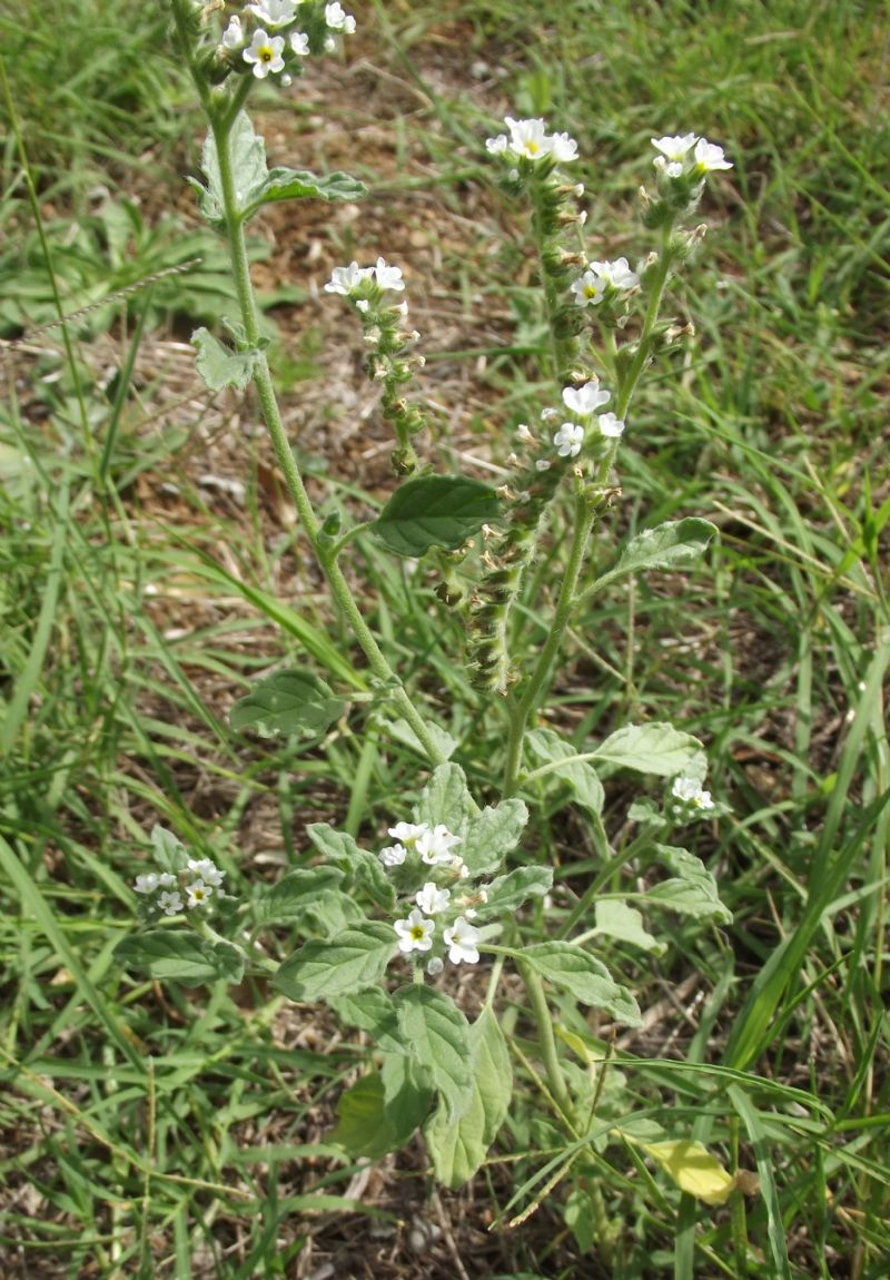 Heliotropium europaeum / Eliotropio selvatico