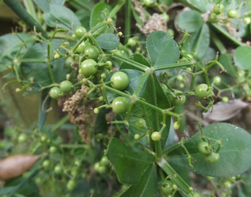 Rubia peregrina subsp. peregrina