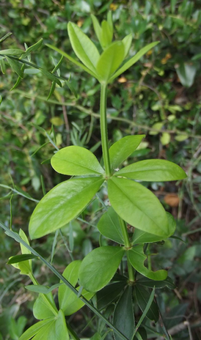 Rubia peregrina subsp. peregrina