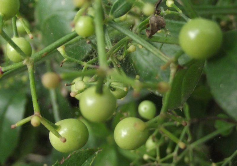 Rubia peregrina subsp. peregrina