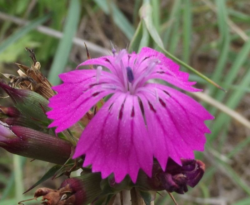 Dianthus balbisii / Garofano di Balbis