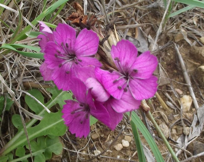 Dianthus balbisii / Garofano di Balbis