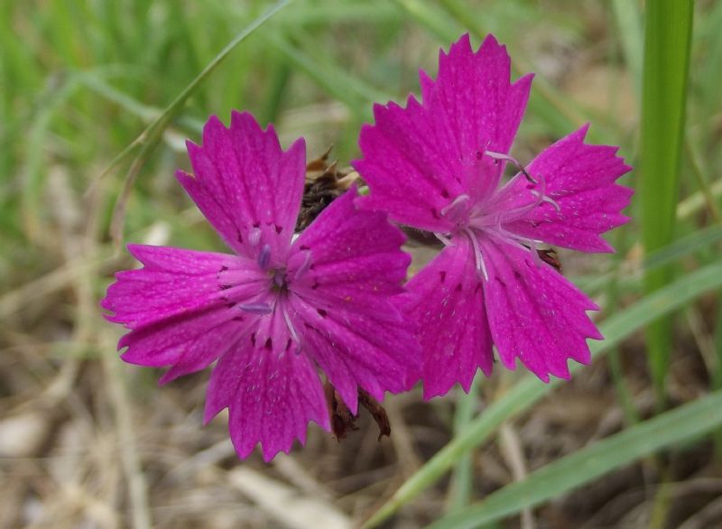 Dianthus balbisii / Garofano di Balbis