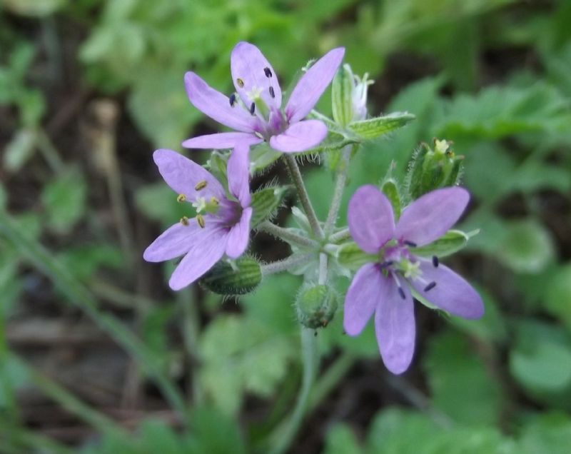 Erodium moschatum