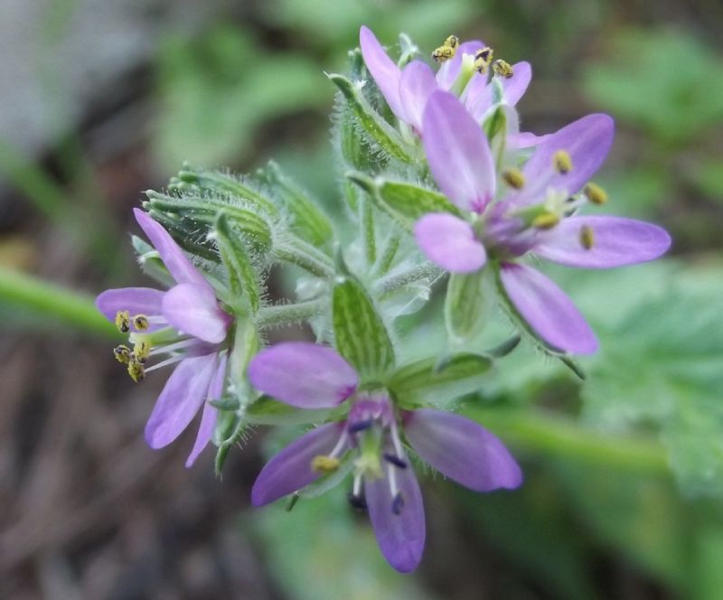 Erodium moschatum