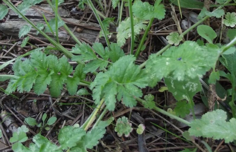 Erodium moschatum