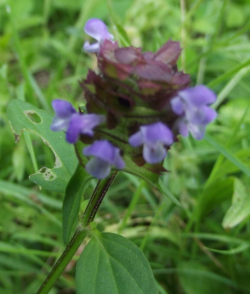 Prunella vulgaris