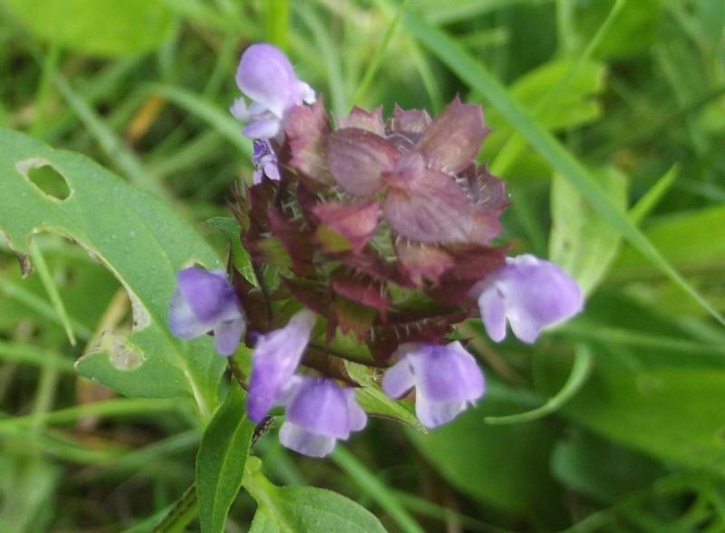 Prunella vulgaris