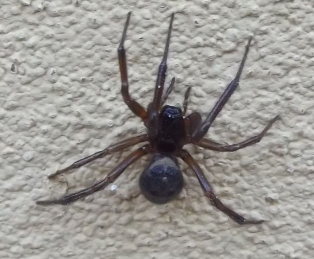 Steatoda nobilis - Bibbona (LI)