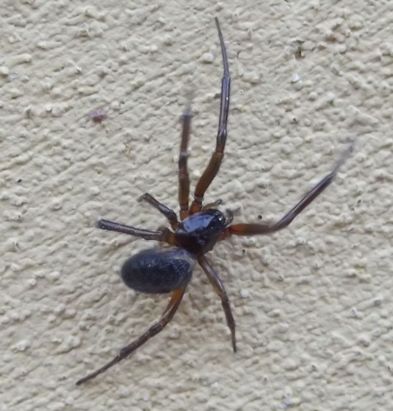 Steatoda nobilis - Bibbona (LI)