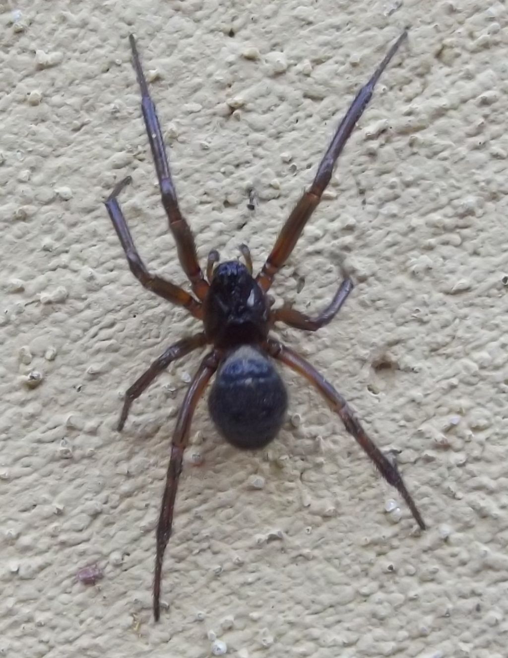 Steatoda nobilis - Bibbona (LI)