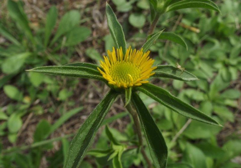 Pallenis spinosa