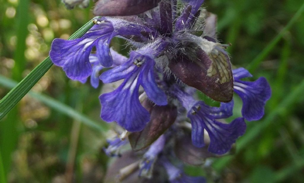 Ajuga reptans