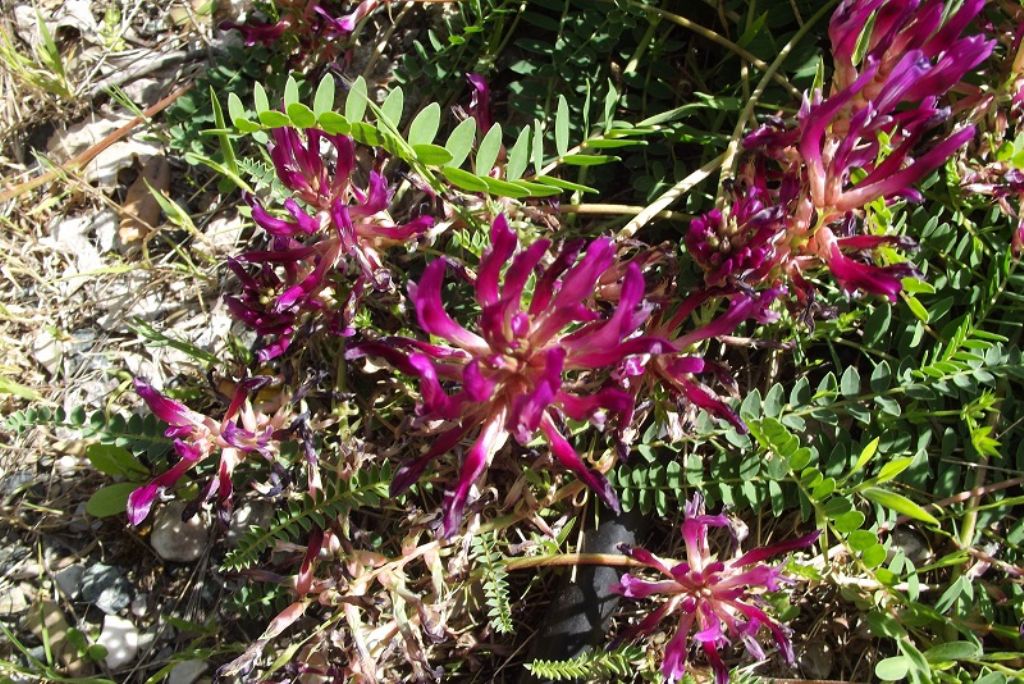 Astragalus monspessulanus