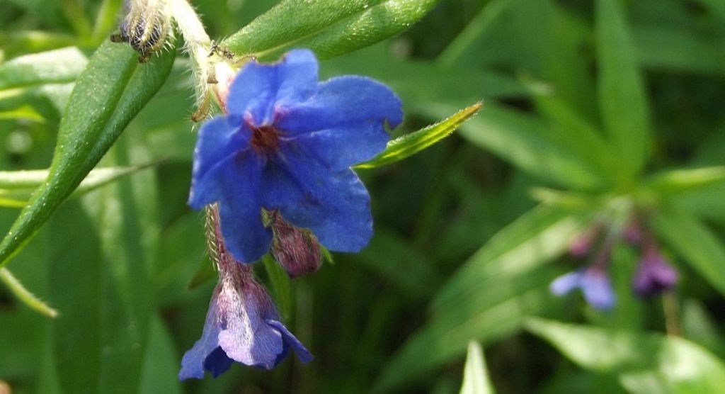 Buglossoides purpurocaerulea