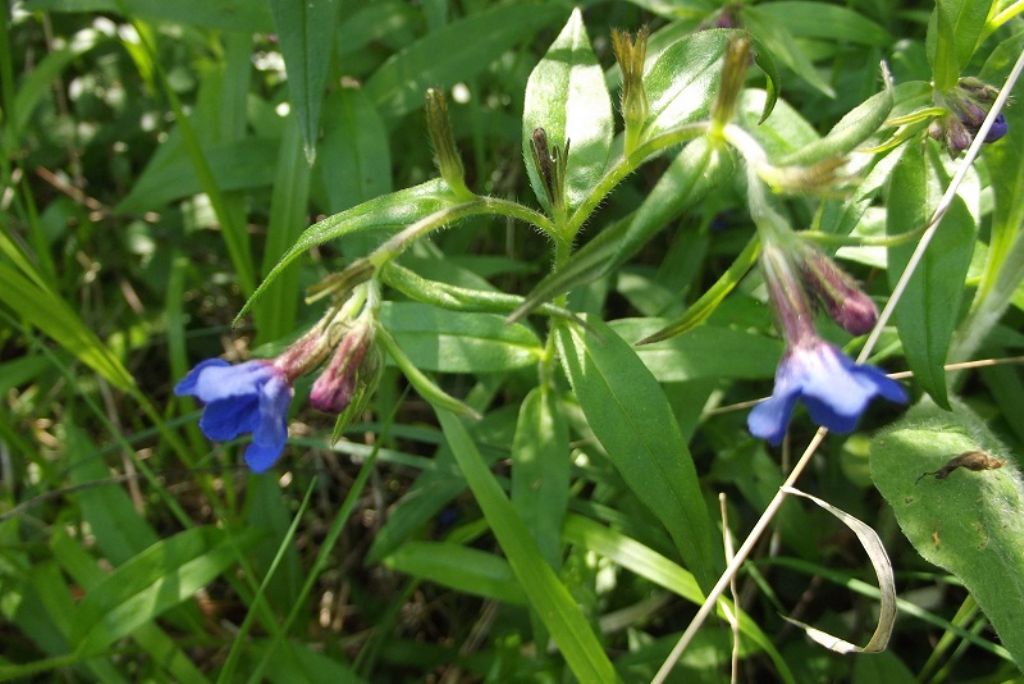 Buglossoides purpurocaerulea